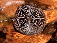 Psilocybe neoxalapensis image