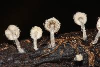 Coprinellus disseminatus image