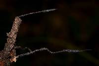 Image of Xylaria apiculata