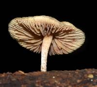 Psilocybe caerulipes image