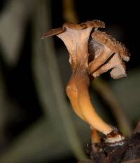 Craterellus tubaeformis image