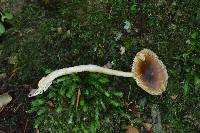 Amanita amerifulva image