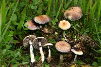 Psilocybe cubensis image