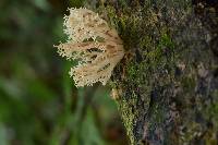 Artomyces pyxidatus image