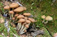 Psilocybe zapotecorum image