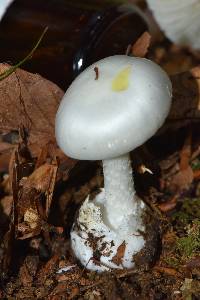 Amanita bisporigera image