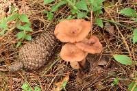 Lactarius vinaceorufescens image