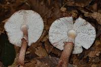 Amanita rubescens image