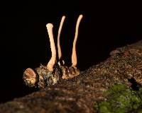 Ophiocordyceps dipterigena image