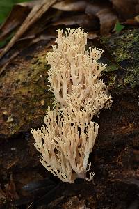 Artomyces pyxidatus image