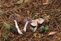 Cortinarius camphoratus image