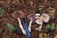 Cortinarius camphoratus image