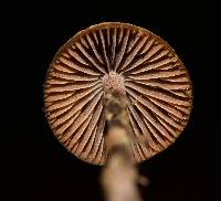 Psilocybe mexicana image