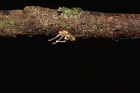 Ophiocordyceps dipterigena image