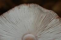 Amanita rubescens image