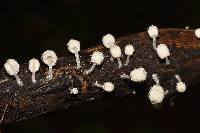 Coprinellus disseminatus image