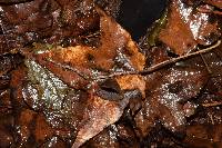 Psilocybe neoxalapensis image