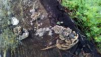 Trametes versicolor image