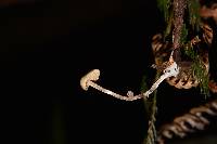 Psilocybe caerulipes image