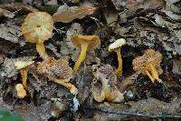 Craterellus tubaeformis image