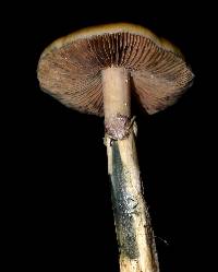 Psilocybe cubensis image