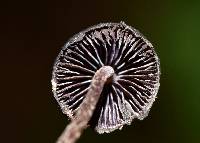 Psilocybe neoxalapensis image