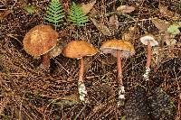 Austroboletus gracilis image