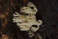 Artomyces pyxidatus image