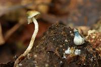 Psilocybe caerulipes image