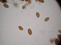Psilocybe hoogshagenii image