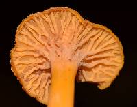 Craterellus tubaeformis image