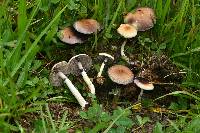 Psilocybe cubensis image