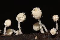 Coprinellus disseminatus image