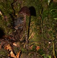 Psilocybe neoxalapensis image