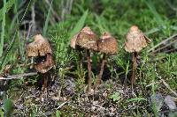 Psilocybe mexicana image