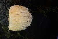 Hericium erinaceus image