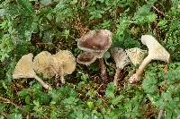 Ampulloclitocybe clavipes image