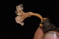 Craterellus tubaeformis image