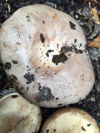 Lactarius argillaceifolius image