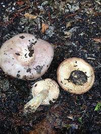 Lactarius argillaceifolius image