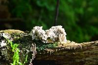 Xylaria cubensis image