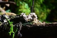 Xylaria cubensis image