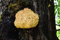 Hericium coralloides image