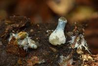 Psilocybe caerulipes image