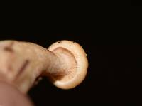 Lactarius vinaceorufescens image