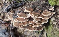 Trametes versicolor image