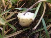 Suillus pungens image