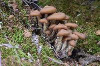 Psilocybe zapotecorum image