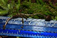 Psilocybe neoxalapensis image