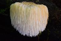 Hericium erinaceus image